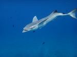 Interesting Remora 